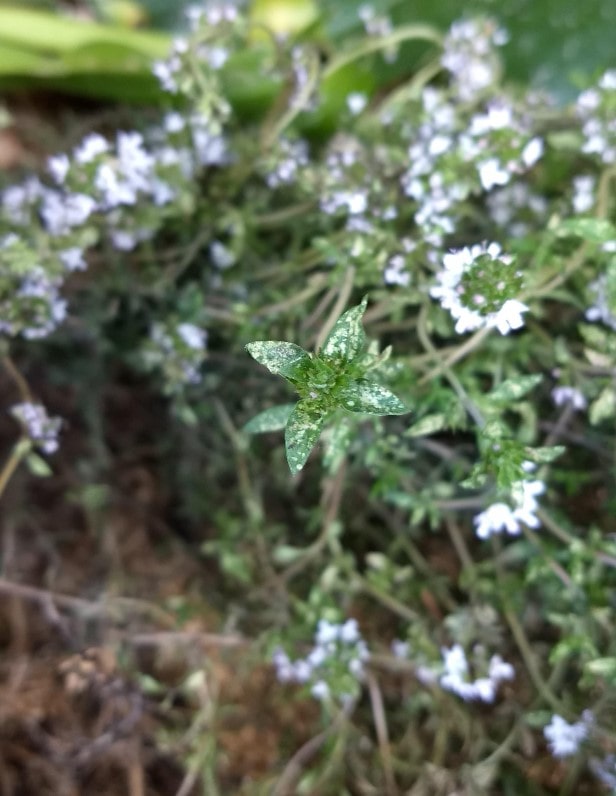 white spots on thyme leaves from chlorine