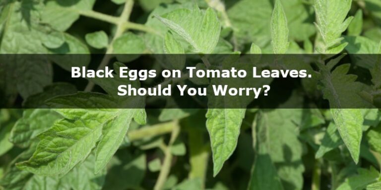 Black Eggs On Tomato Leaves Should You Worry YardIsLife